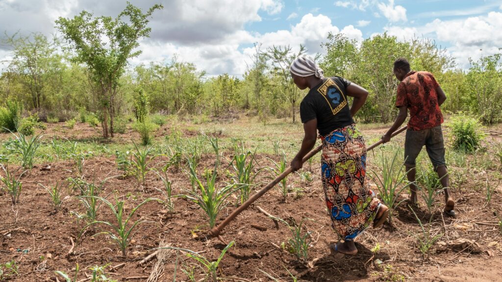 Two farmers cultivating crops in an African village landscape.
